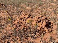 Oncosiphon suffruticosus