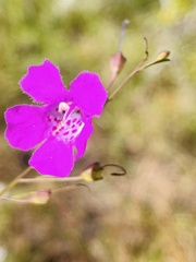 Agalinis fasciculata