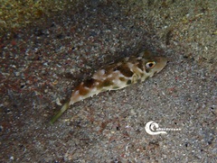 Sphoeroides marmoratus