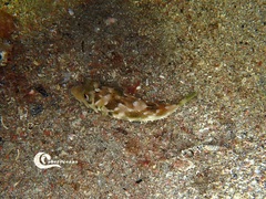 Sphoeroides marmoratus