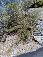 Cercocarpus intricatus