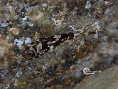 Sphoeroides marmoratus