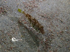 Sphoeroides marmoratus