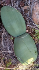 Haemanthus