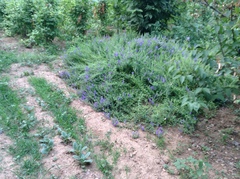 Scutellaria baicalensis