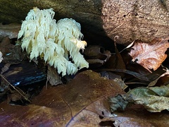 Hericium americanum