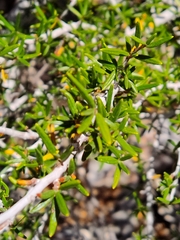 Cercocarpus intricatus