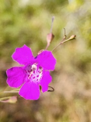 Agalinis fasciculata