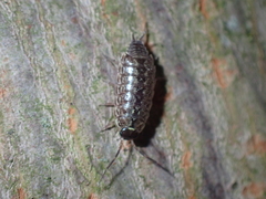 Philoscia muscorum