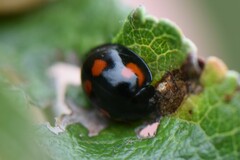 Exochomus quadripustulatus