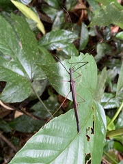 Pseudophasma unicolor