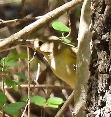 Vireo bellii