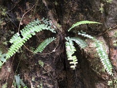 Asplenium normale