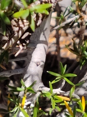 Cercocarpus intricatus