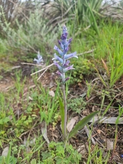 Lachenalia orchioides