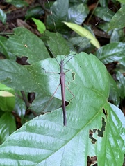 Pseudophasma unicolor