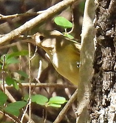 Vireo bellii