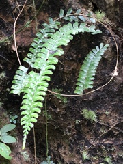 Asplenium normale