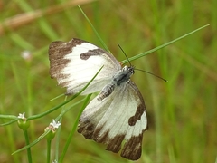 Belenois