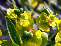 Euphorbia dendroides