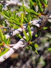 Cercocarpus intricatus