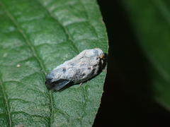 Metcalfa pruinosa