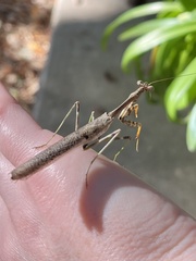 Stagmomantis carolina