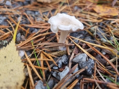 Ampulloclitocybe clavipes