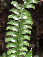 Asplenium normale