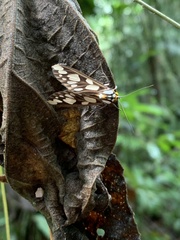 Robinsonia bartolana