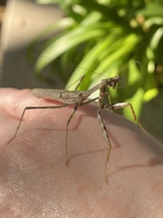Stagmomantis carolina