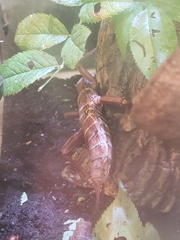 Eurycanthini