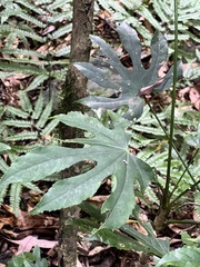 Fatsia polycarpa