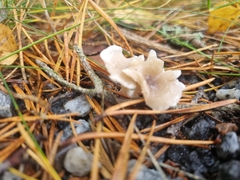 Ampulloclitocybe clavipes