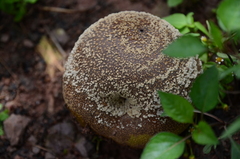 Monilinia fructigena