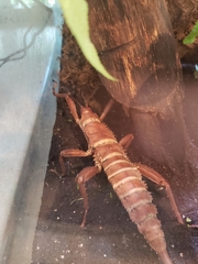 Eurycanthini