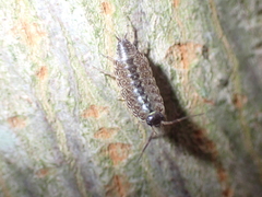 Philoscia muscorum