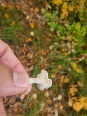 Ampulloclitocybe clavipes