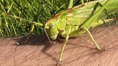 Tettigonia viridissima