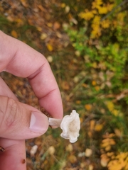 Ampulloclitocybe clavipes