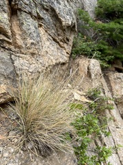 Piptatheropsis exigua