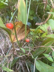 Convallaria