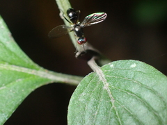 Sepsidae