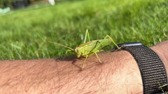 Tettigonia viridissima
