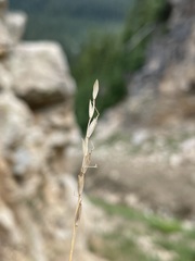 Piptatheropsis exigua