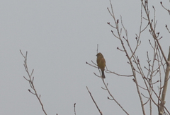 Emberiza citrinella × leucocephalos