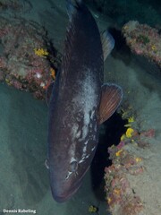 Epinephelus marginatus
