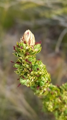 Cliffortia polygonifolia