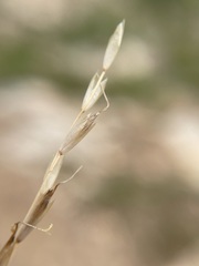 Piptatheropsis exigua