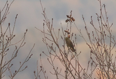 Emberiza citrinella × leucocephalos